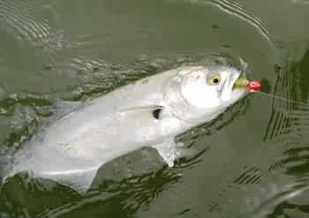 Pescaria de Anchova em Florianópolis