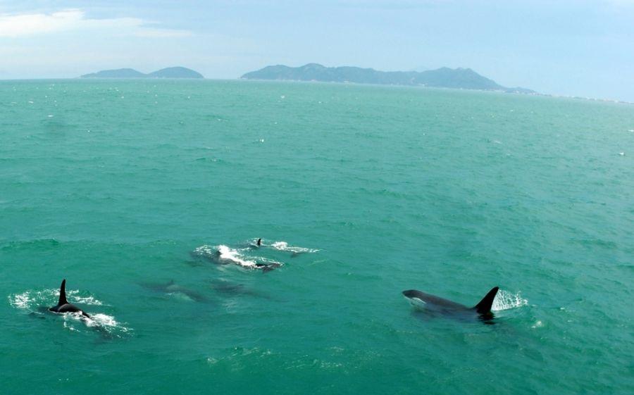 Ilha do Arvoredo Florianopolis Golfinhos
